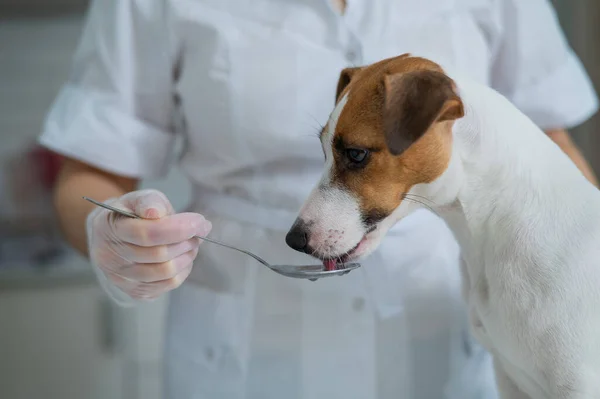Veterinarian Gives Liquid Medicine Dog Spoon — Stock Photo, Image