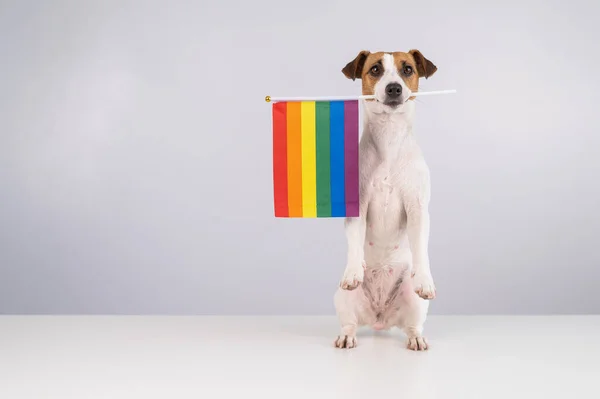 Jack Russell Terrier Dog Holding Rainbow Flag His Mouth White — Stock Photo, Image