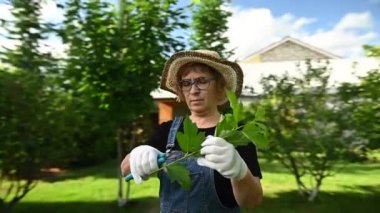 Şapkalı ve tulumlu yaşlı bir kadının portresi bir filiz tutuyor. Video 360 derece