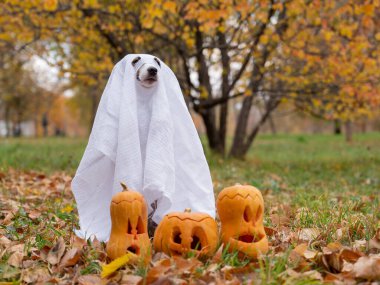 Sonbahar ormanında balkabaklarıyla hayalet kostümlü köpek Jack Russell Terrier.