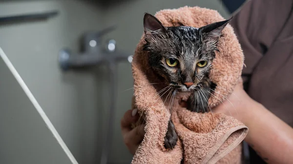 Frau Wischt Nach Dem Waschen Einer Grauen Katze Mit Einem — Stockfoto