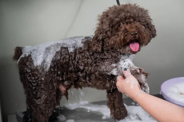 Kadın Kuaförde Mini Fino Köpeğini Şampuanlıyor — Stok fotoğraf
