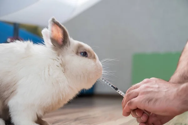 Een Man Geeft Een Konijnenmedicijn Uit Een Spuit Bunny Drinkt — Stockfoto