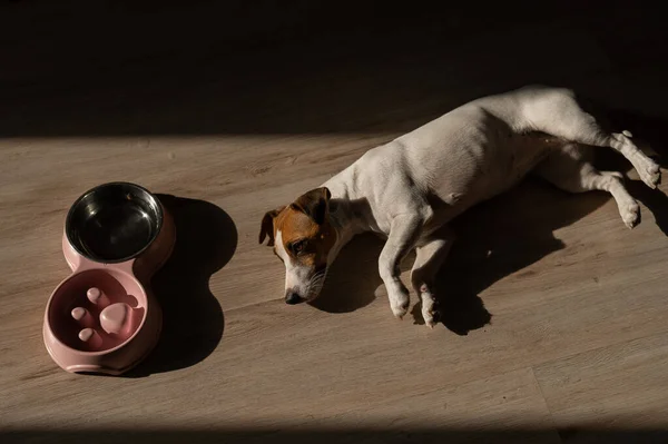 Double Bowl Slow Feeding Bowl Water Dog Dog Jack Russell — Φωτογραφία Αρχείου