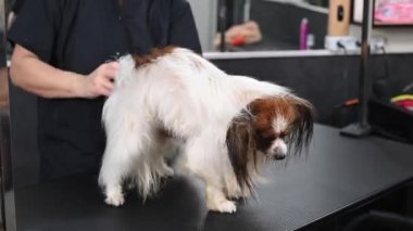 Beyaz bir kadın köpeği kurutuyor. Papillon Continental Spaniel kuaförde