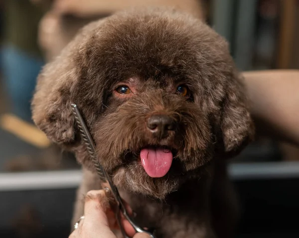 Woman trimming a small dog with scissors in a grooming salon