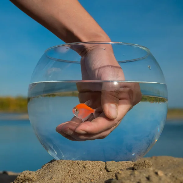 stock image A woman catches a goldfish from a round aquarium on the sand on the lake