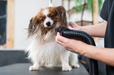 Beyaz bir kadın köpeği kurutuyor. Papillon Continental Spaniel kuaförde