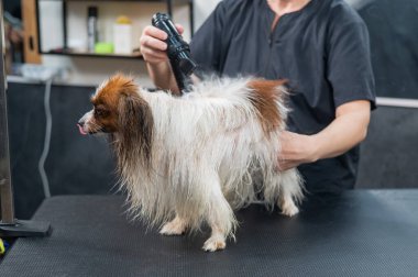 Beyaz bir kadın köpeği kurutuyor. Papillon Continental Spaniel kuaförde