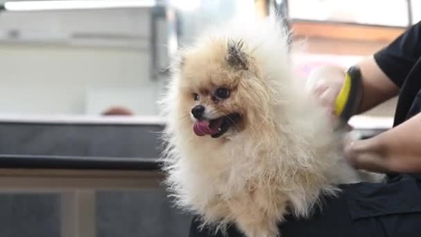 ヘアカットの後は可愛い女の綿毛が出てくる 毛づくろいサロンの犬 — ストック動画