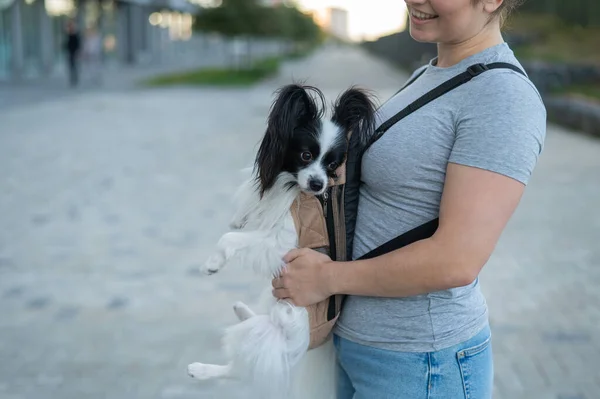 A woman walks with a dog in a backpack. A close-up portrait of a Continental Pappilion Spaniel in a sling