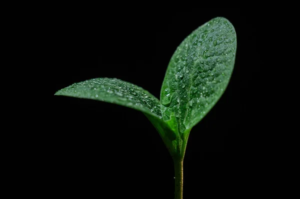 ズッキーニの芽で露が黒い背景に落ちる — ストック写真
