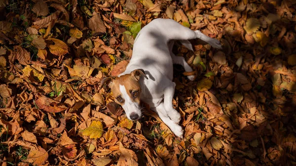 Hundeknuseren Terrier Ligger Falne Bladene Tur Høstparken Sett Ovenfra – stockfoto
