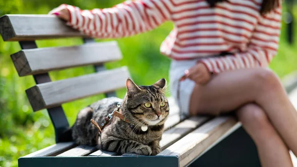 若いです女性とタビー猫座っています上のベンチ屋外 — ストック写真