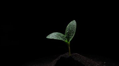 Kabak, siyah arka planda dönen su damlalarında filizlenir. Yavaş çekim