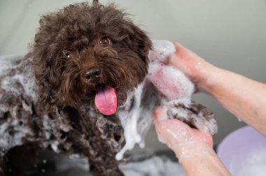 Kadın kuaförde mini fino köpeğini şampuanlıyor.