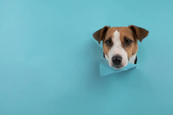 Funny Dog Muzzle Jack Russell Terrier Sticks Out Hole Blue — Fotografia de Stock
