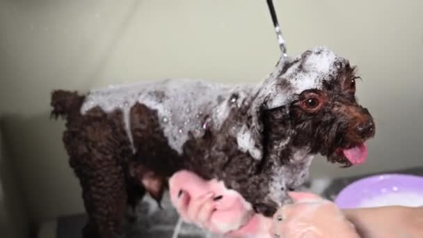 Kadın Kuaförde Mini Fino Köpeğini Şampuanlıyor — Stok video