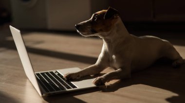 Jack Russell Terrier dog sitting at a laptop on a wooden floor