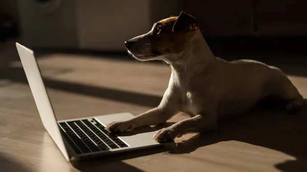 Jack Russell Terrier Dog Sitting Laptop Wooden Floor — 스톡 사진