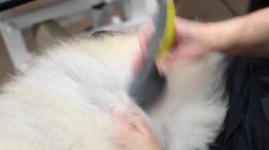 Bir kadın saç tıraşından sonra tatlı bir tükürüğün tüylerini yoluyor. Kuaförde bir köpek.