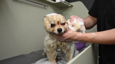 Bir kadın şampuanla güzel bir tükürükle yıkanır. Köpek kuaförde.