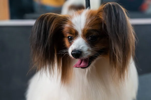 Πορτρέτο Ενός Χαριτωμένου Τρίχρωμου Θηλυκού Continental Σκυλί Σπανιέλ Γλώσσα Κρέμεται — Φωτογραφία Αρχείου