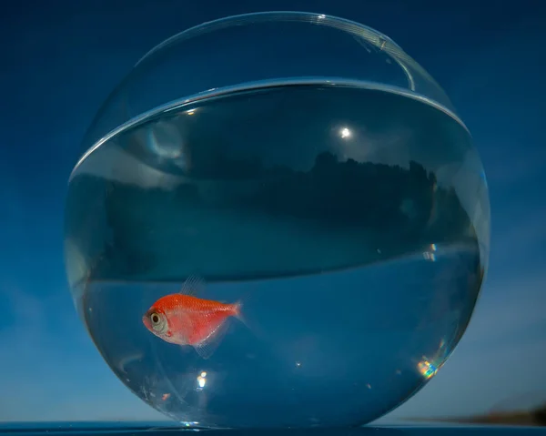 Goldfish Swims Aquarium Blue Sky — Stock Photo, Image