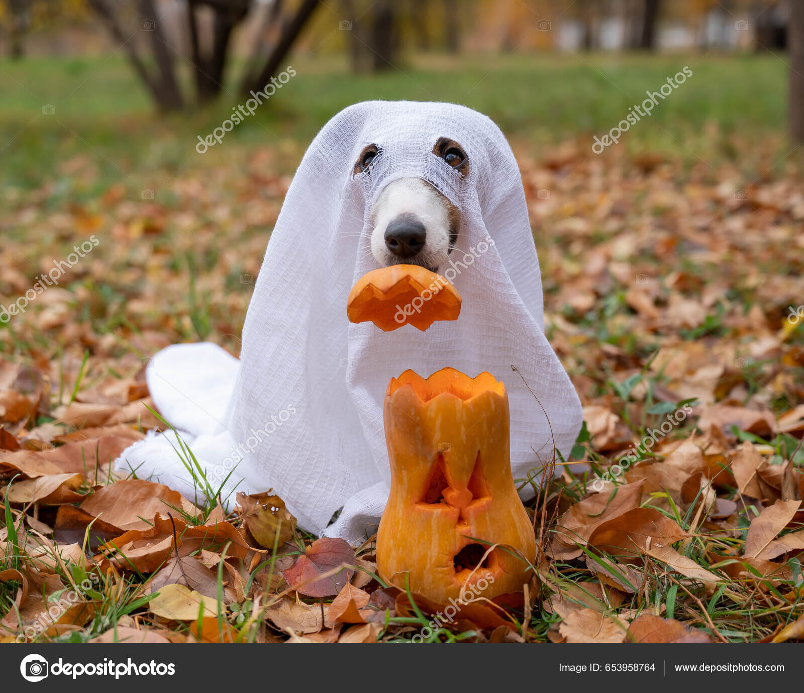Jack Russell Terrier Dog Ghost Costume Puts Pumpkin Cap Jack Stock