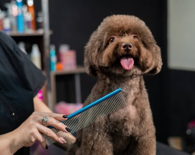 Bakım salonunda elinde makasla küçük bir köpeği tarayan bir kadın.