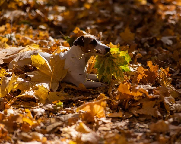 Jack Russell Terrier Hund Mit Gelbem Ahornblatt Beim Spaziergang Herbstpark — Stockfoto