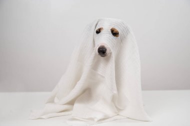 Beyaz arka planda hayalet kostümlü köpek Jack Russell Terrier.