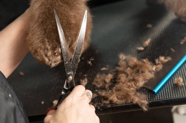 Bir kadın kahverengi kıvırcık bir köpeğin patisini makasla kesiyor. Kaniş ve kucak köpeği karışımı.