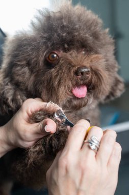 Kuaförde köpek pençeleri buduyor.