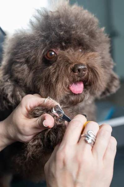 Woman trimming dogs claws in grooming salon