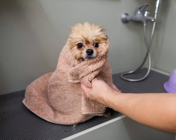 洗濯後 女性はベージュのタオルでポメラニア人を拭く 毛づくろいサロンの犬 — ストック写真