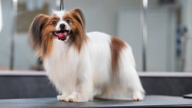 Papillon Continental Spaniel 'in kuafördeki portresi.