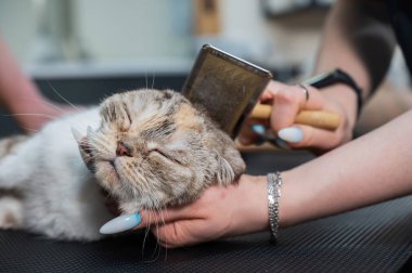 Bakım salonu çalışanları çizgili gri bir kediyi tarıyorlar.