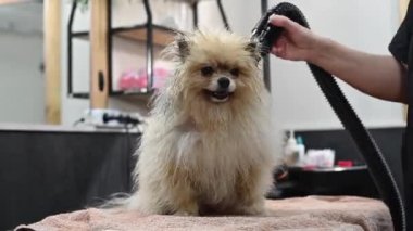 Bir kadın kuaförde yıkandıktan sonra bir Pomeranian 'ı saç kurutma makinesiyle kurutuyor.