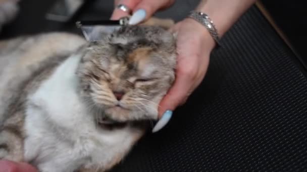 Bakım Salonu Çalışanları Çizgili Gri Bir Kediyi Tarıyorlar — Stok video
