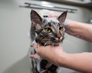 Bir kadın kuaförde tekir gri bir kediyi şampuanlıyor.