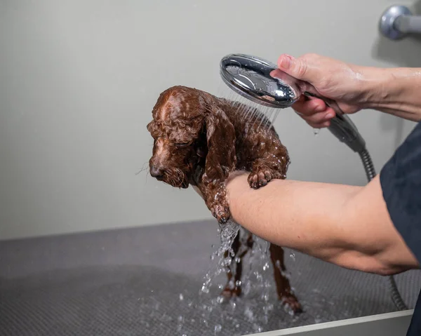 stock image Woman washing brown mini toy poodle in grooming salon