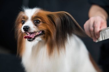 Beyaz kadın bir köpeği tarıyor. Papillon Continental Spaniel 'in tımarda dili sarkıyor.