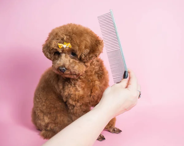 Mulher Pentear Mini Poodle Fundo Rosa — Fotografia de Stock