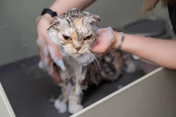 Kobieta Szampon Tabby Szary Kot Pielęgnacja Salon — Zdjęcie stockowe