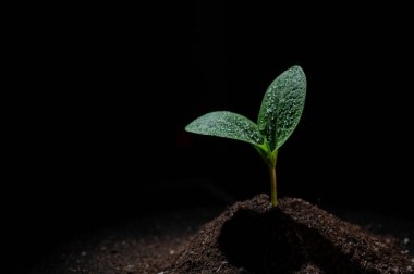 Siyah arka planda çiy damlalarında kabak filizleri
