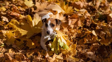 Jack Russell Terrier köpeği sonbahar parkında yürürken sarı bir akçaağaç yaprağı tutuyor.