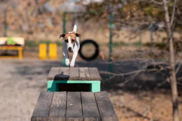 Jack Russell Terrier Hund Springt Auf Dem Hundespielplatz Von Einer — Stockfoto