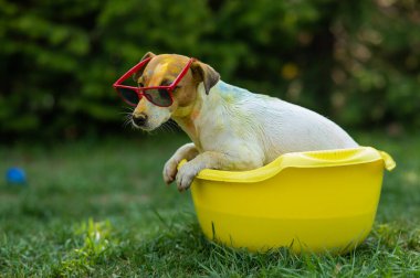 Jack Russell, güneş gözlüklü teriyer köpeği dışarıda sarı bir havuzda yıkanır.