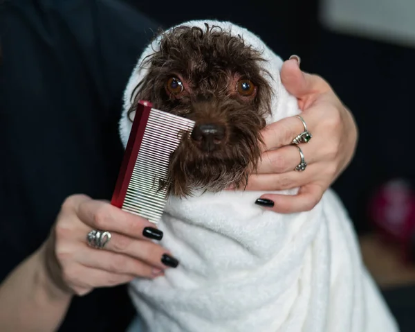 Mulher Pentear Cão Bonito Poodle Lapdog Mistura Envolto Uma Toalha — Fotografia de Stock